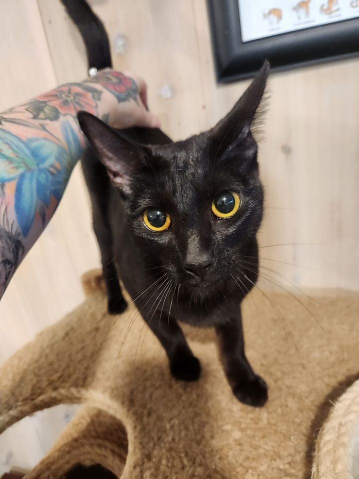 Cat for adoption Tilly, a Domestic Short Hair Mix in Vancouver, WA