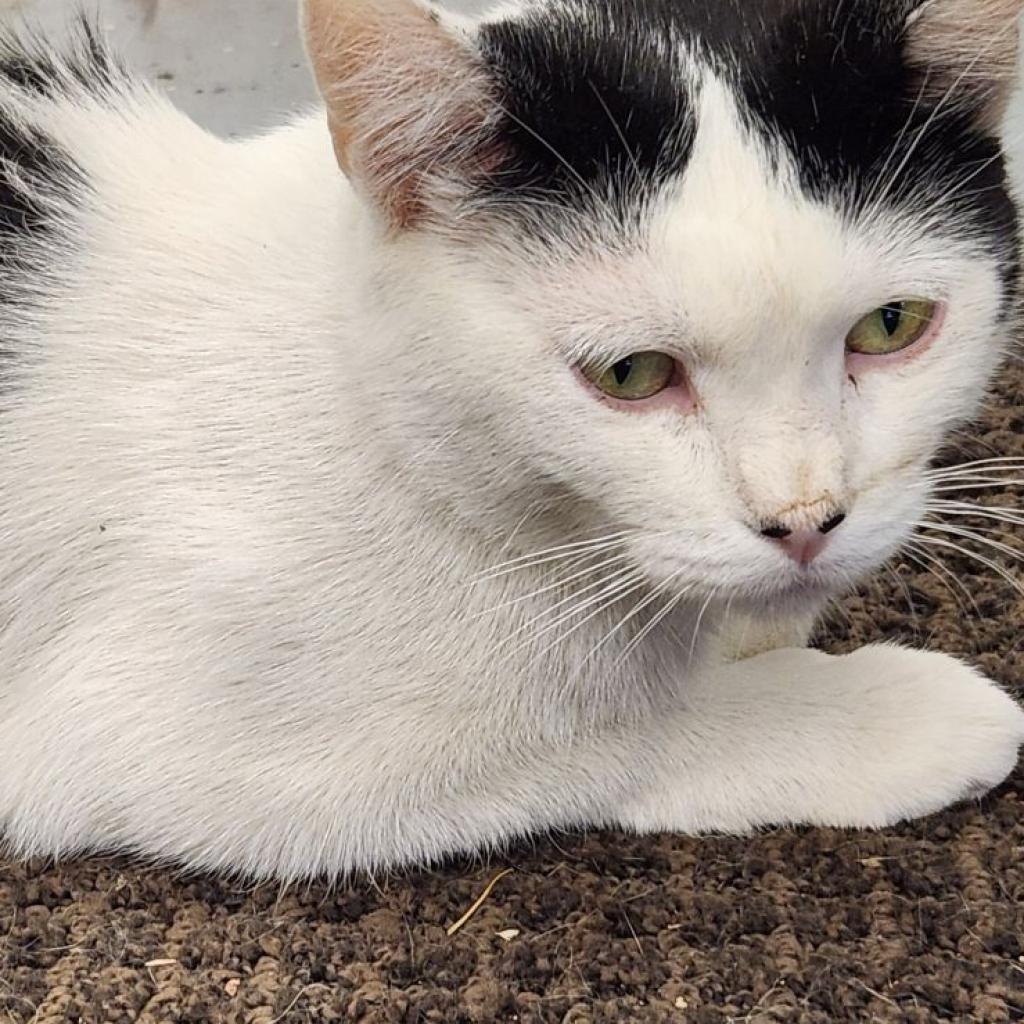 Victoria, an adoptable Domestic Short Hair in Baker City, OR, 97814 | Photo Image 1