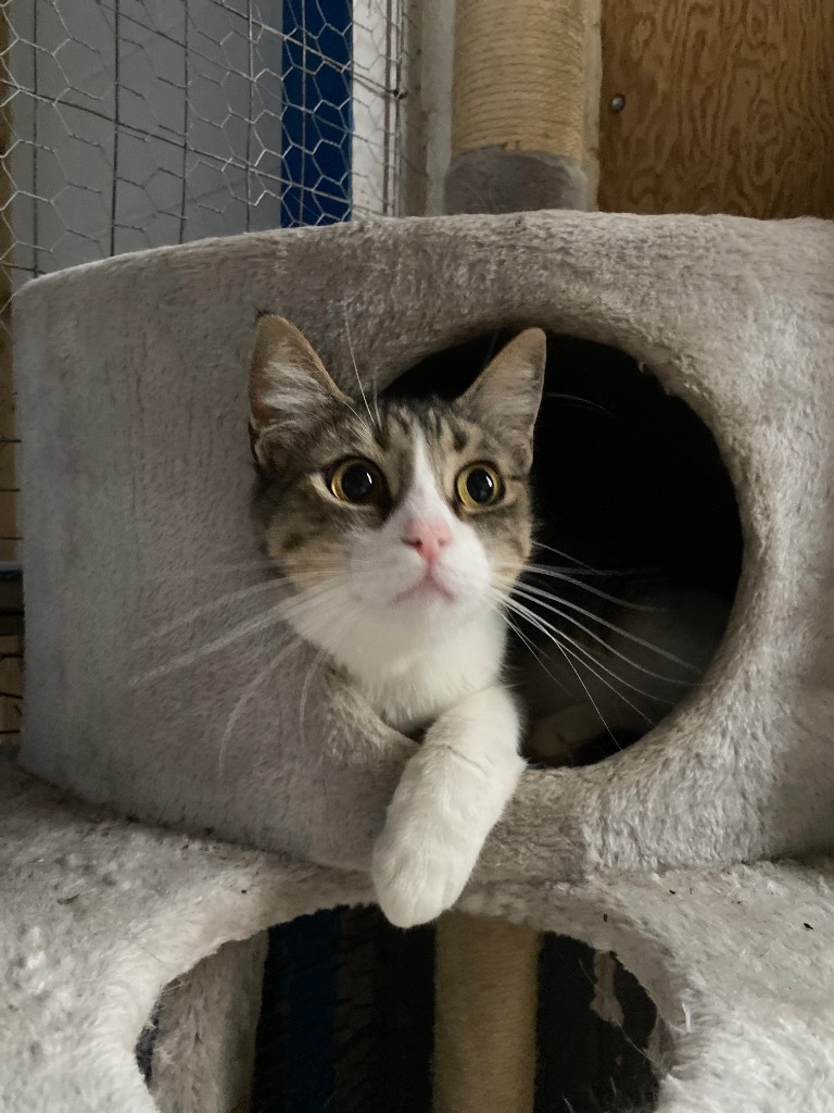 Happy, an adoptable Domestic Short Hair in Big Spring, TX, 79720 | Photo Image 1