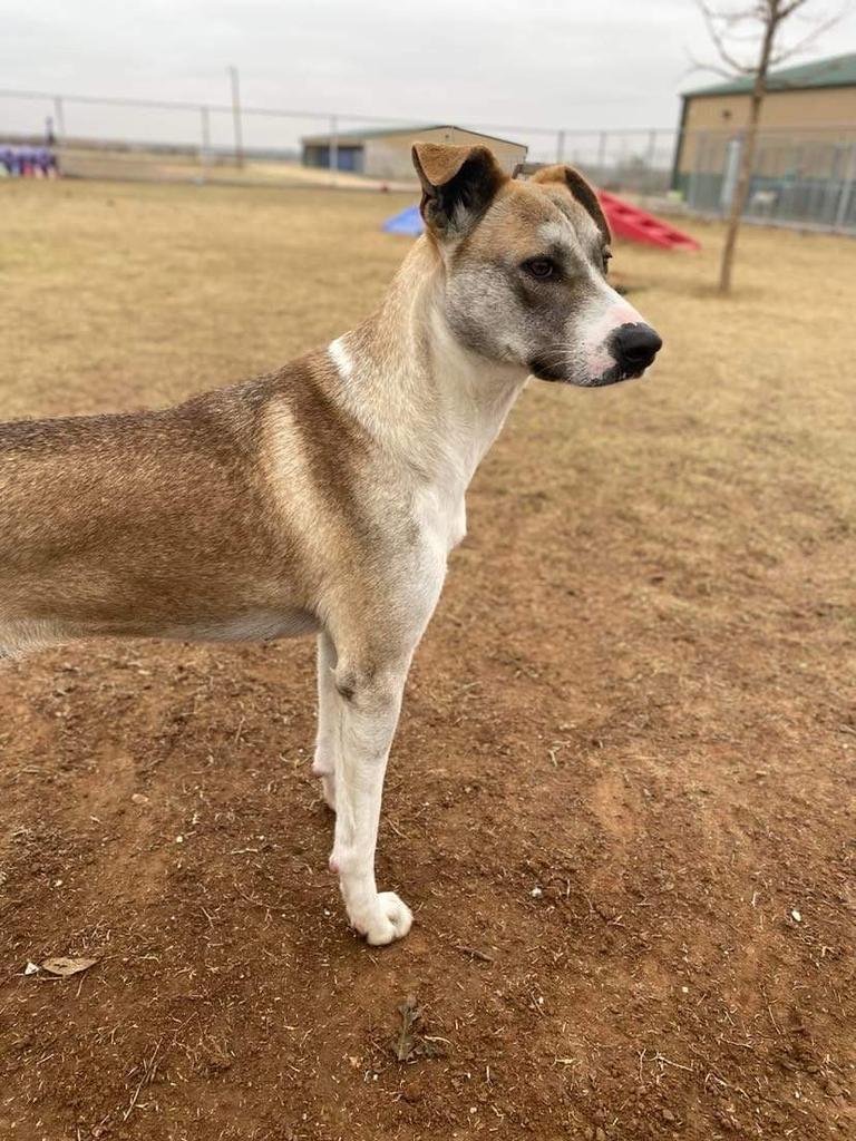 Loretta, an adoptable Shepherd in Big Spring, TX, 79720 | Photo Image 1