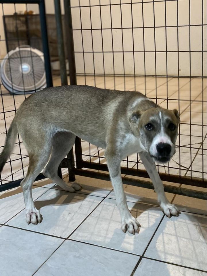 Dog for adoption Loretta, a Shepherd Mix in Big Spring, TX Petfinder