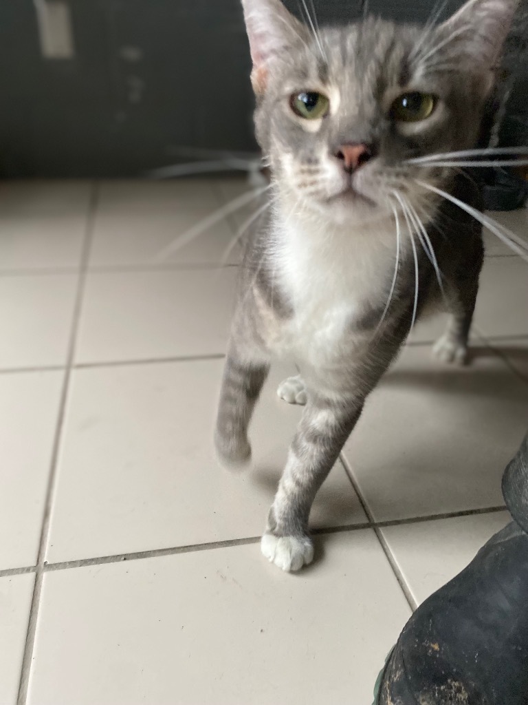 Cat for adoption Tiny, a Domestic Short Hair in Big Spring, TX