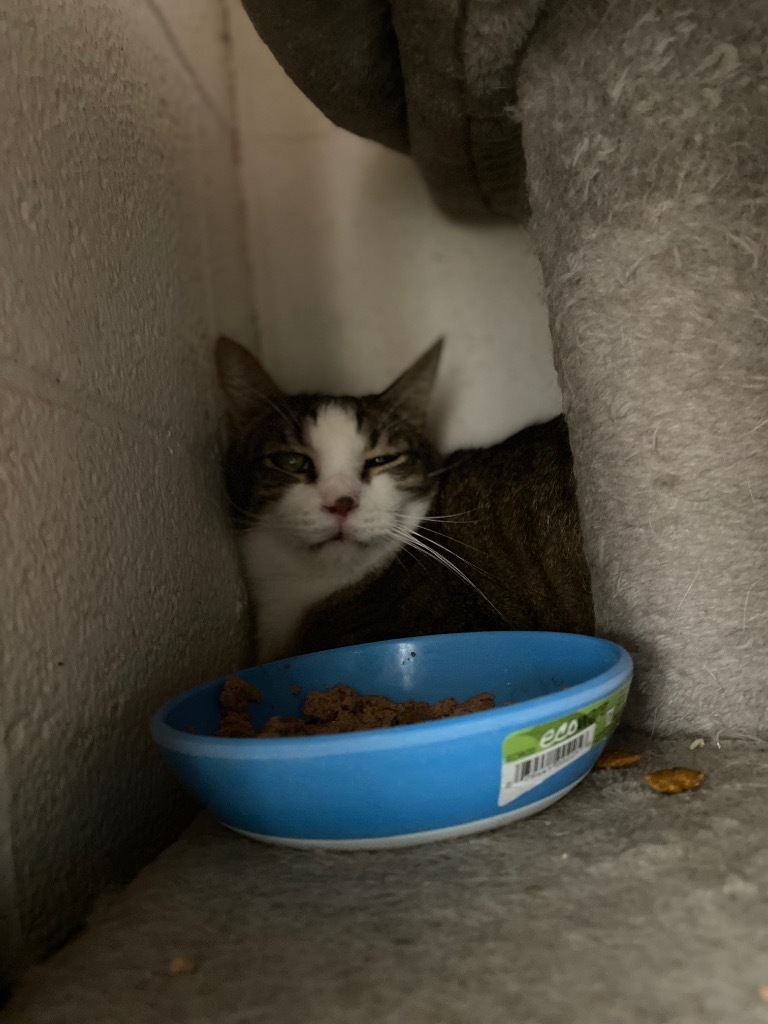 Blu, an adoptable Domestic Short Hair in Big Spring, TX, 79720 | Photo Image 1