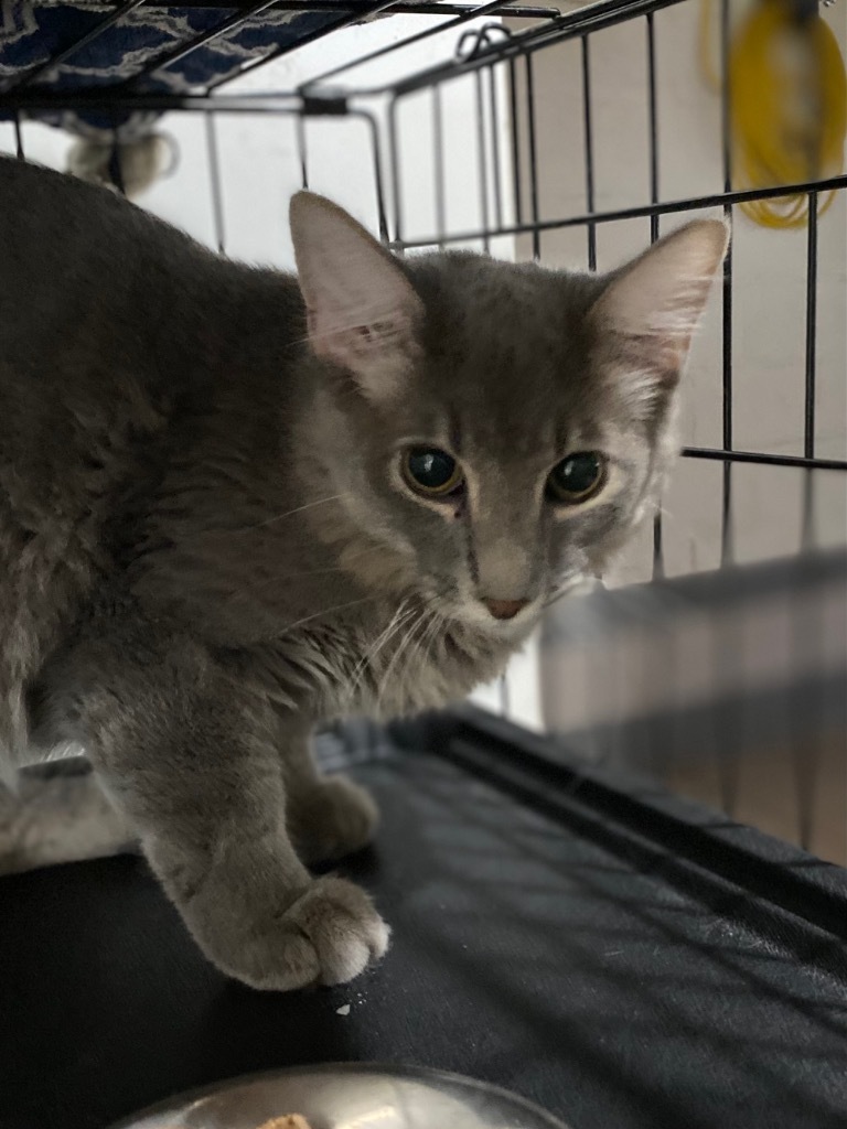 Handsome, an adoptable Domestic Long Hair in Big Spring, TX, 79720 | Photo Image 1