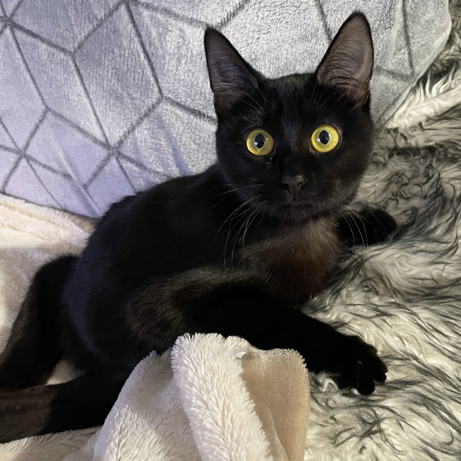 Amara