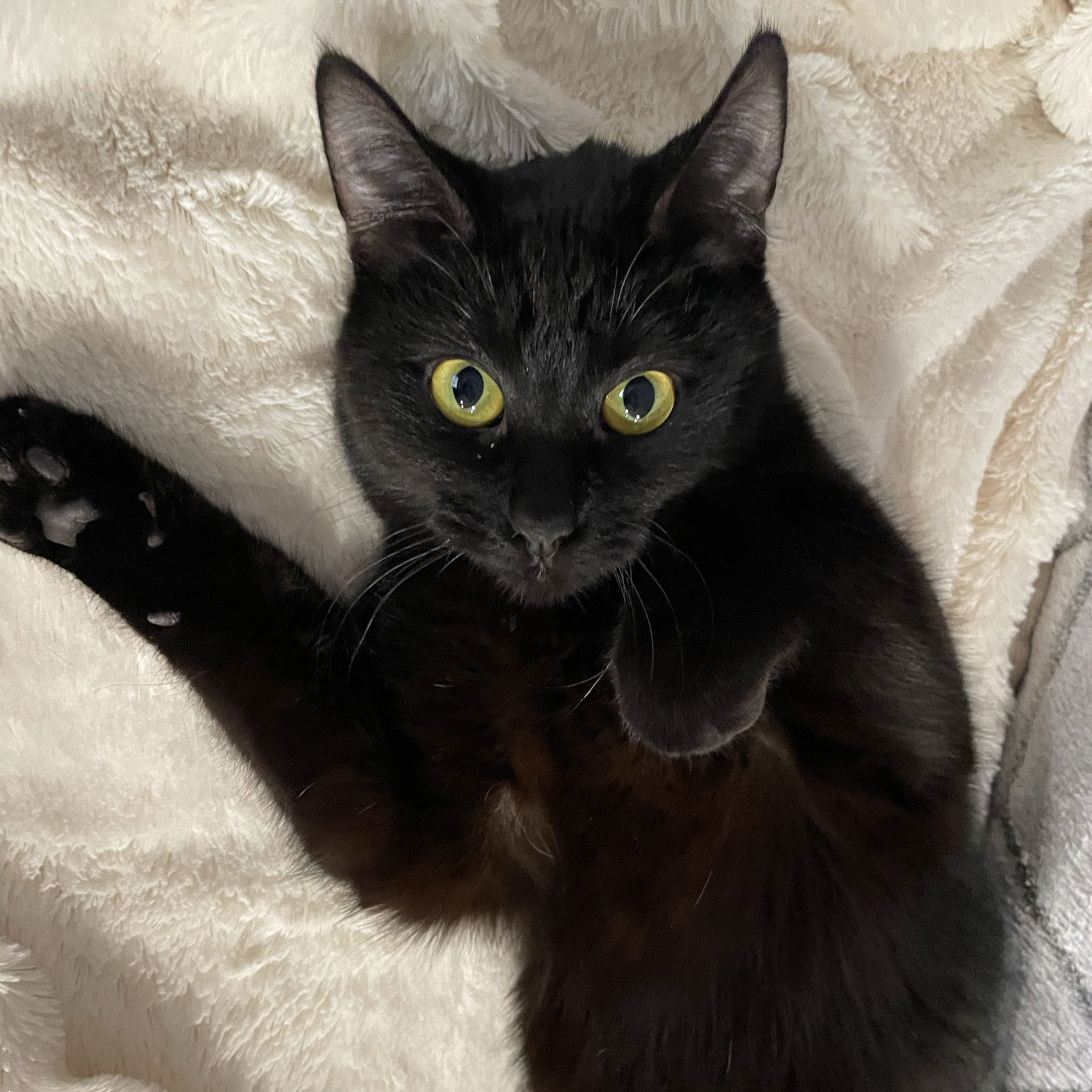 Amara