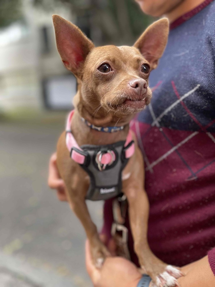 MOCHA, an adoptable Chihuahua in Langley, BC, V2Y 3K1 | Photo Image 1