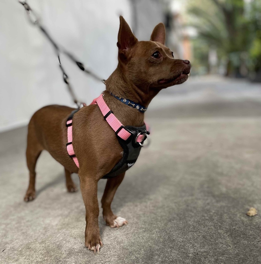 MOCHA, an adoptable Chihuahua in Langley, BC, V2Y 3K1 | Photo Image 2