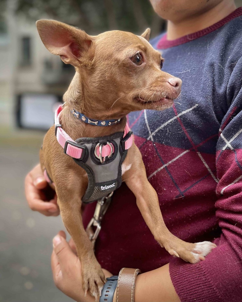 MOCHA, an adoptable Chihuahua in Langley, BC, V2Y 3K1 | Photo Image 3