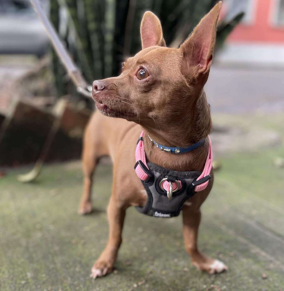 MOCHA, an adoptable Chihuahua in Langley, BC, V2Y 3K1 | Photo Image 4