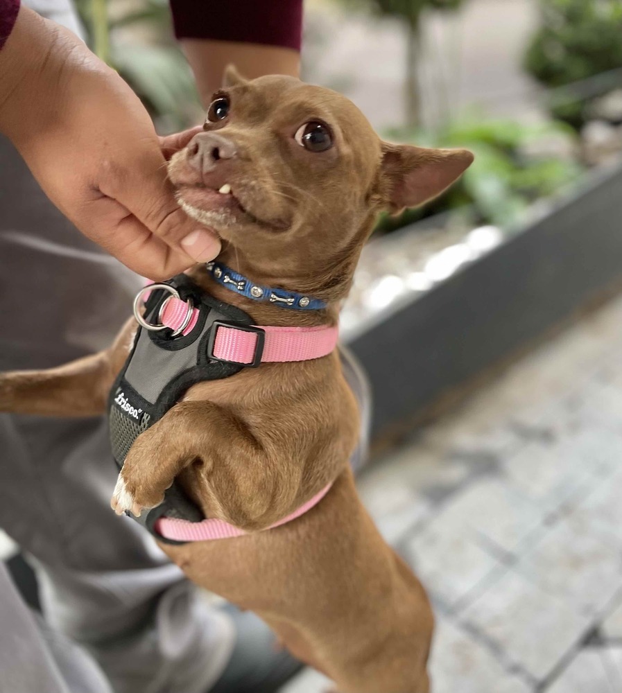 MOCHA, an adoptable Chihuahua in Langley, BC, V2Y 3K1 | Photo Image 5