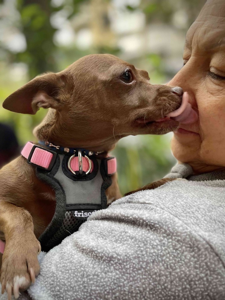 MOCHA, an adoptable Chihuahua in Langley, BC, V2Y 3K1 | Photo Image 6