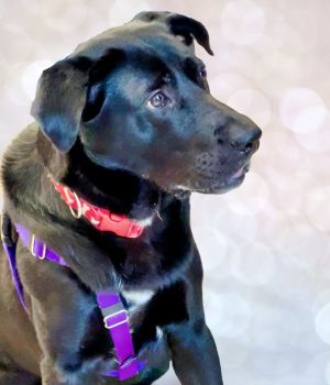 Bama Labrador Retriever Dog