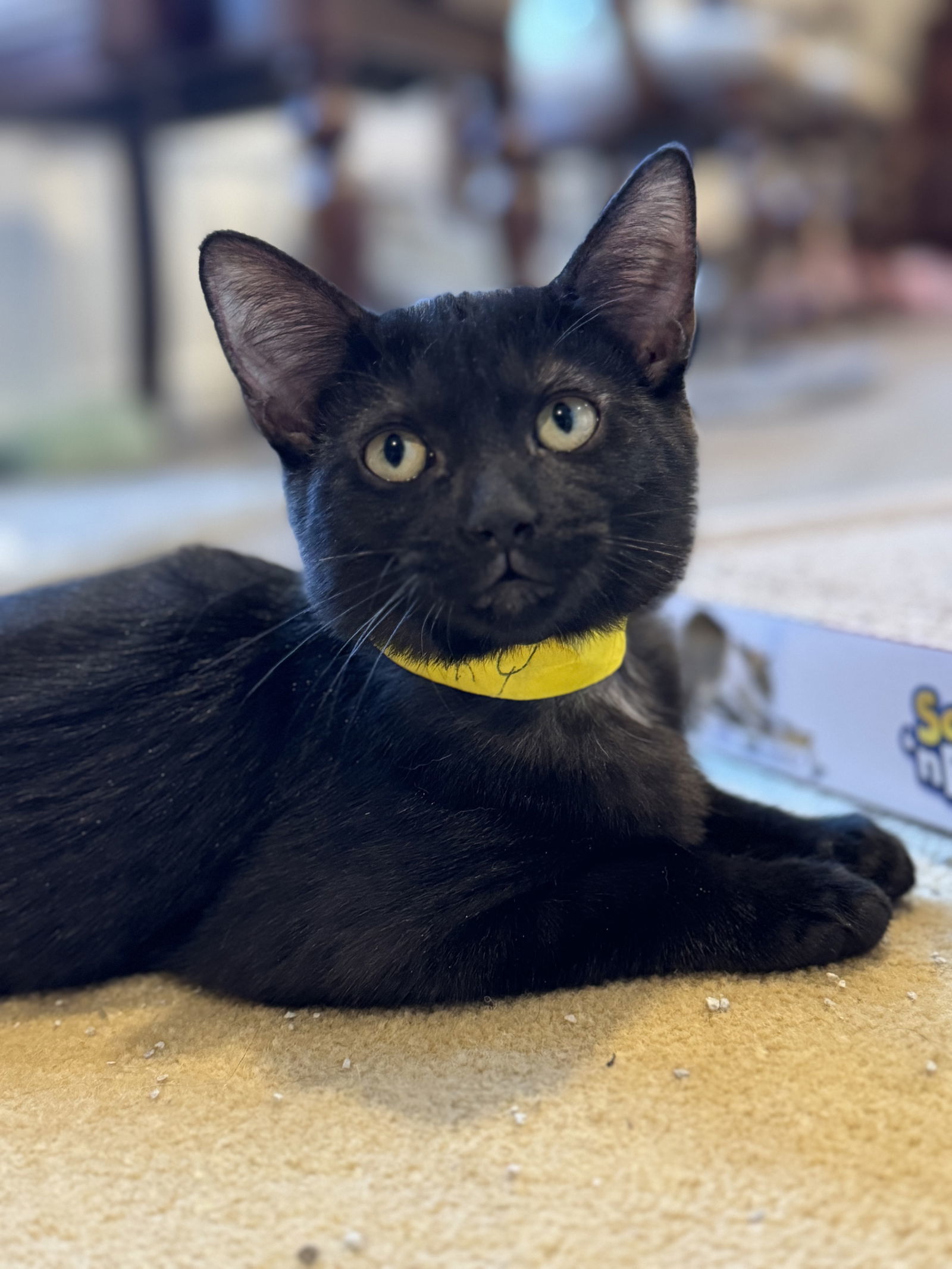 Cat for adoption Inky Blinky, a Domestic Short Hair in Winchendon, MA