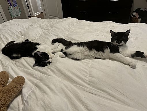 Perry bonded with Pippy