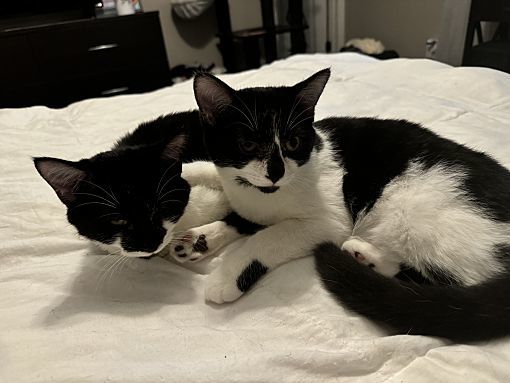 Pippy bonded with Perry