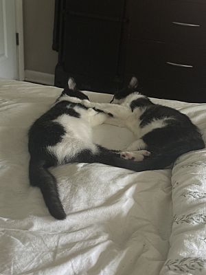 Pippy bonded with Perry