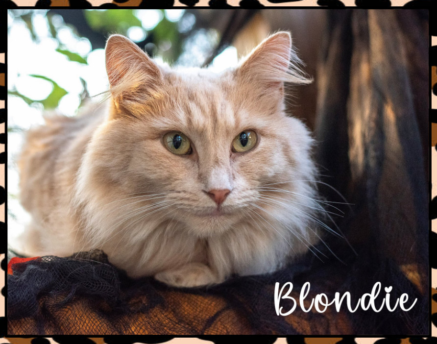 BLONDIE