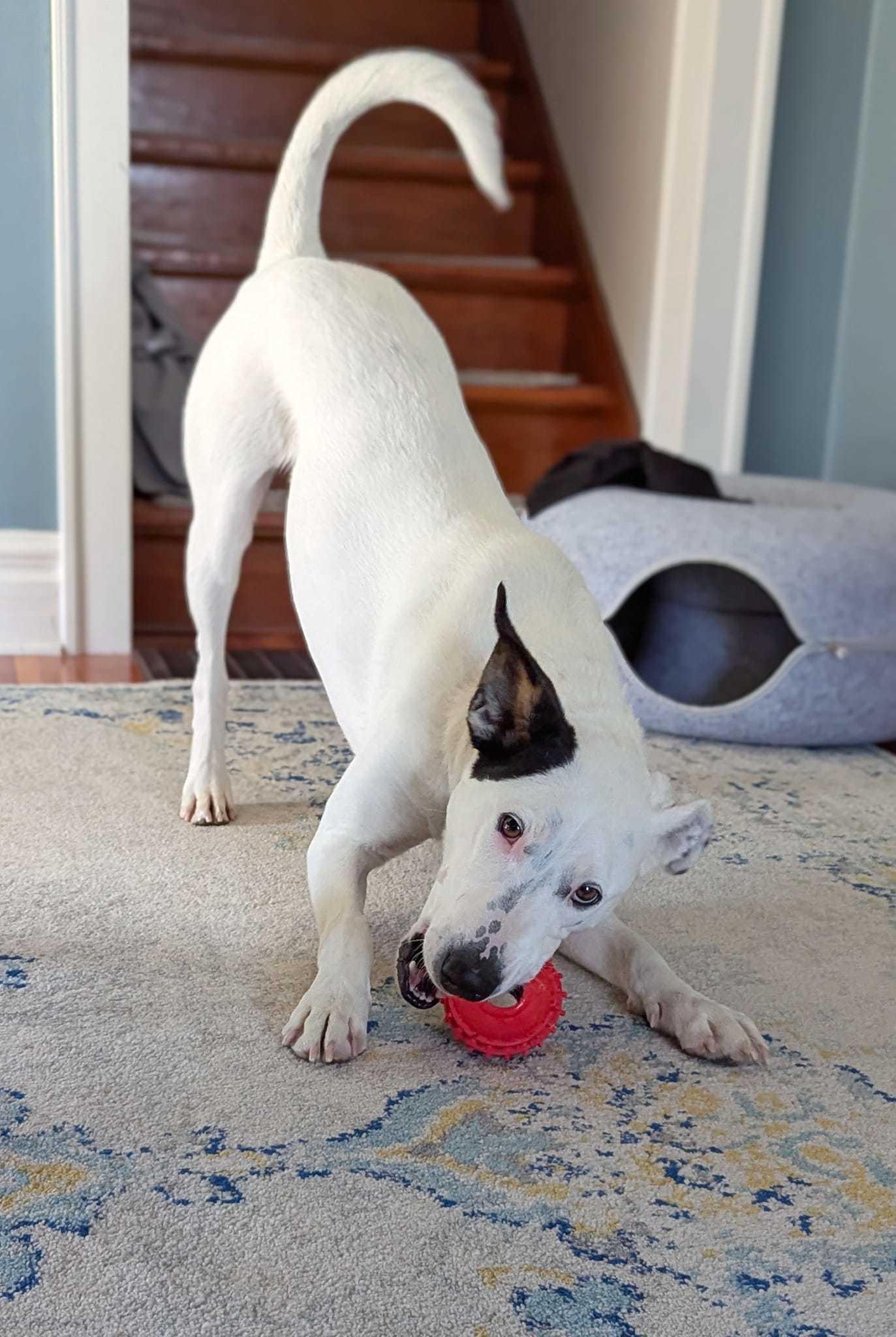 Willie, an adoptable Terrier in Waterloo, IA, 50703 | Photo Image 1
