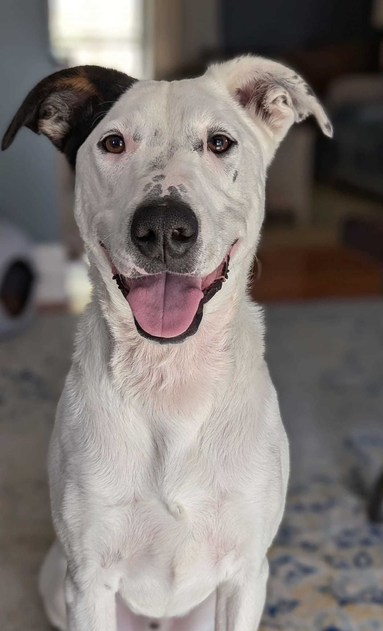Willie, an adoptable Terrier in Waterloo, IA, 50703 | Photo Image 2