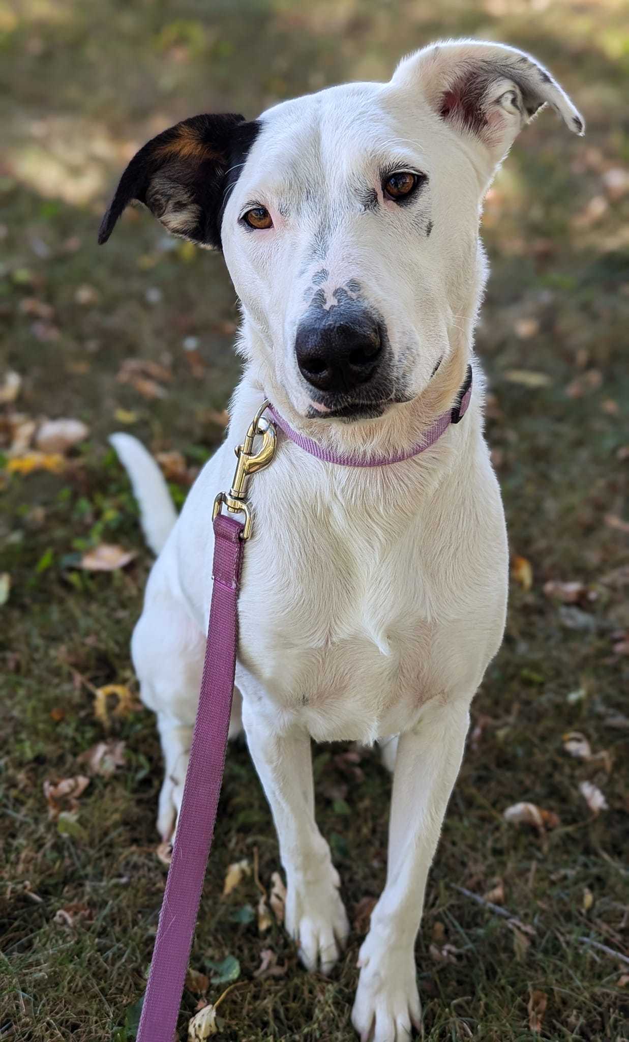 Willie, an adoptable Terrier in Waterloo, IA, 50703 | Photo Image 3