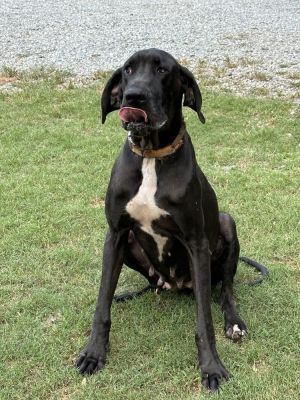 Sara, Adult Female Great Dane