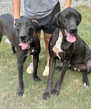 Brooke, Young Female Great Dane