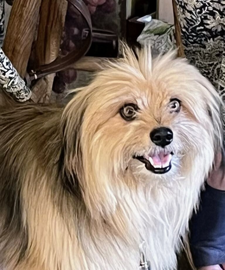 Teddy