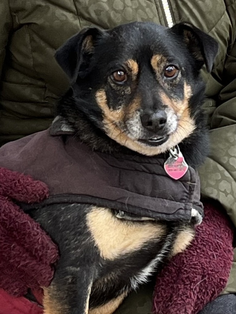 Marco, an adoptable Terrier in Jamestown, CA, 95327 | Photo Image 1