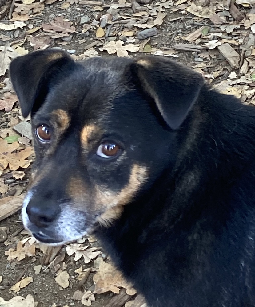 Marco, an adoptable Terrier in Jamestown, CA, 95327 | Photo Image 2