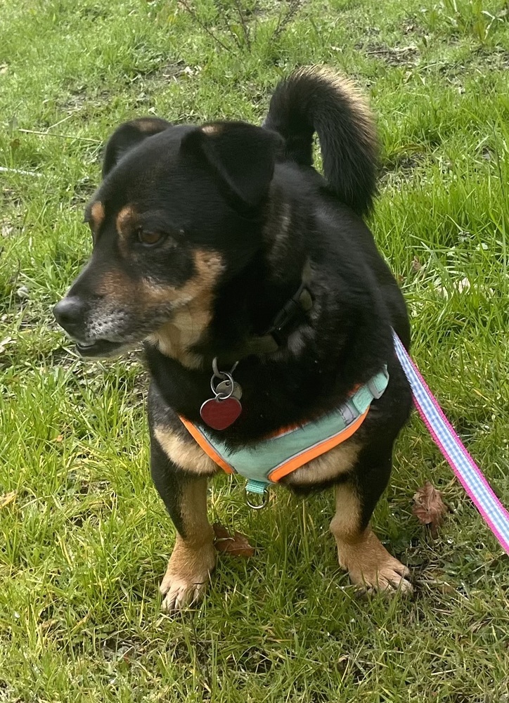 Marco, an adoptable Terrier in Jamestown, CA, 95327 | Photo Image 4