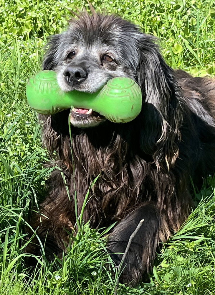 Scully, an adoptable Labrador Retriever, Spaniel in Jamestown, CA, 95327 | Photo Image 1