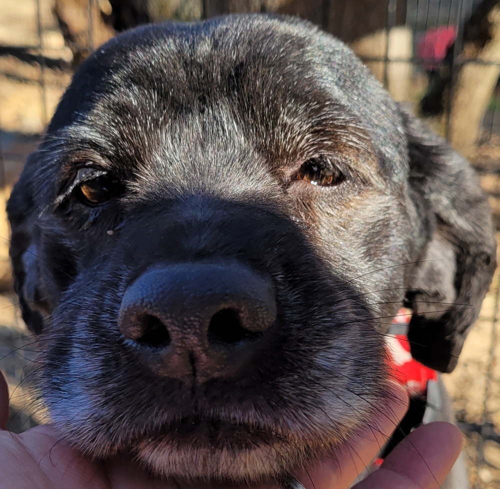 Scully, an adoptable Labrador Retriever, Spaniel in Jamestown, CA, 95327 | Photo Image 2