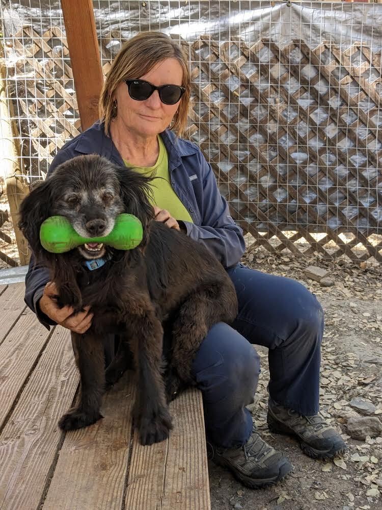 Scully, an adoptable Labrador Retriever, Spaniel in Jamestown, CA, 95327 | Photo Image 4