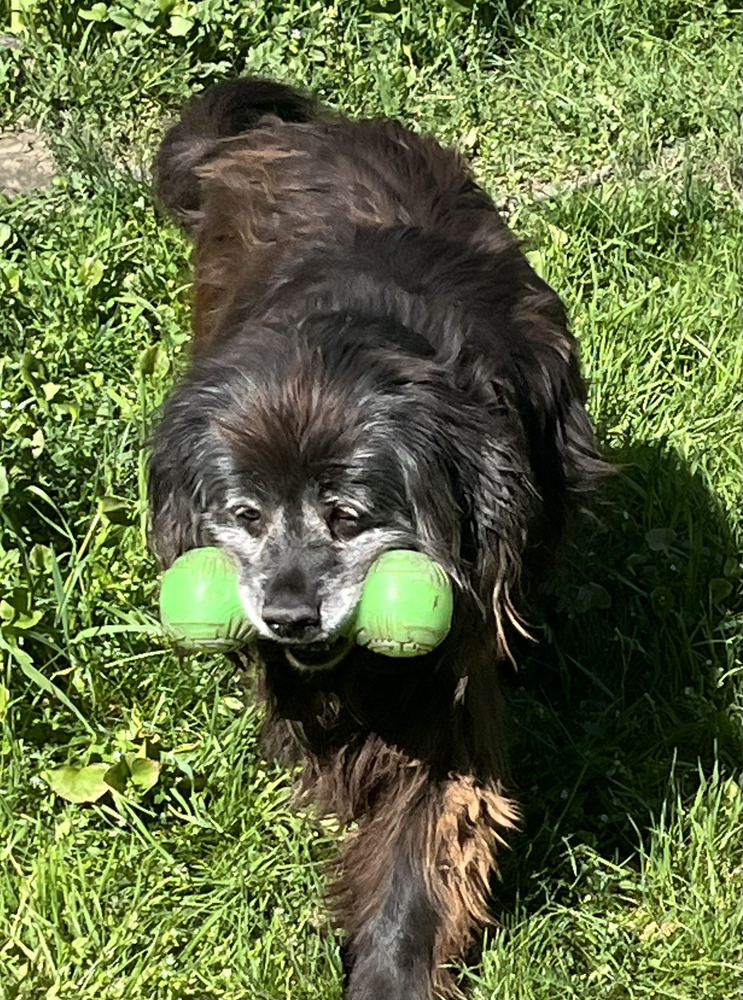 Scully, an adoptable Labrador Retriever, Spaniel in Jamestown, CA, 95327 | Photo Image 5