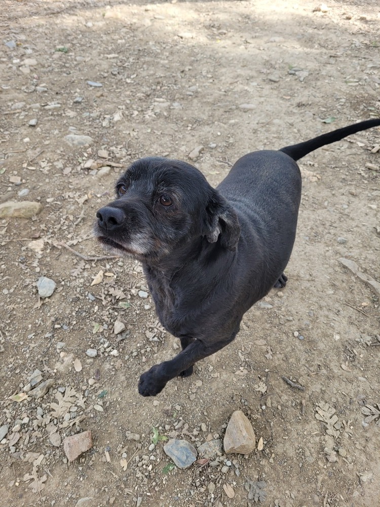 Scully, an adoptable Labrador Retriever, Spaniel in Jamestown, CA, 95327 | Photo Image 6