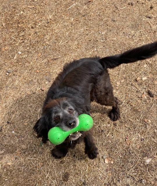 Scully, an adoptable Labrador Retriever, Spaniel in Jamestown, CA, 95327 | Photo Image 6