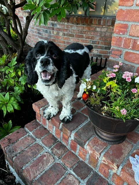 Toby-WA State 2