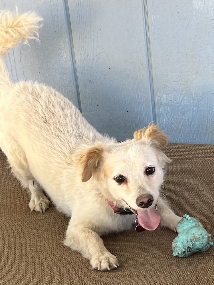 Jordan, an adoptable Spaniel in Jamestown, CA, 95327 | Photo Image 1