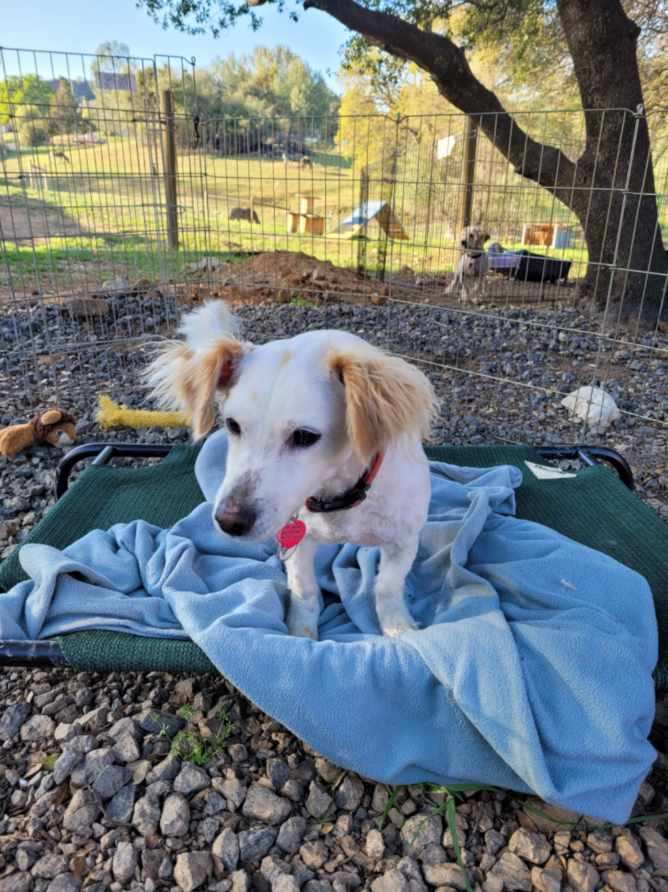 Jordan, an adoptable Spaniel in Jamestown, CA, 95327 | Photo Image 4