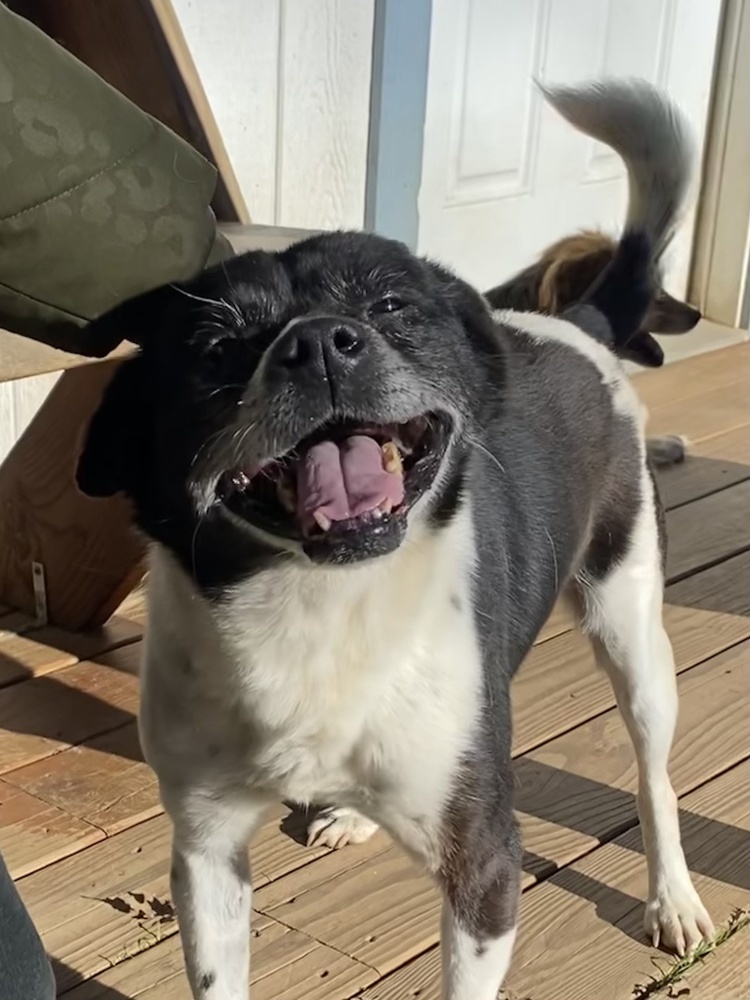 Joy, an adoptable Shiba Inu in Jamestown, CA, 95327 | Photo Image 1