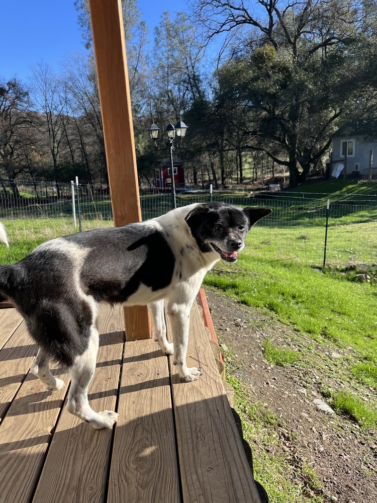 Joy, an adoptable Shiba Inu in Jamestown, CA, 95327 | Photo Image 2