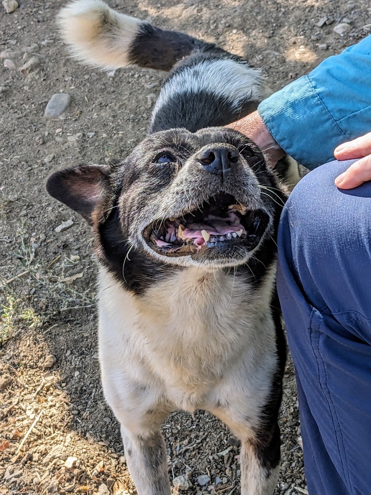 Joy, an adoptable Shiba Inu in Jamestown, CA, 95327 | Photo Image 3