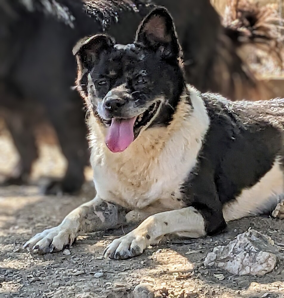 Joy, an adoptable Shiba Inu in Jamestown, CA, 95327 | Photo Image 4