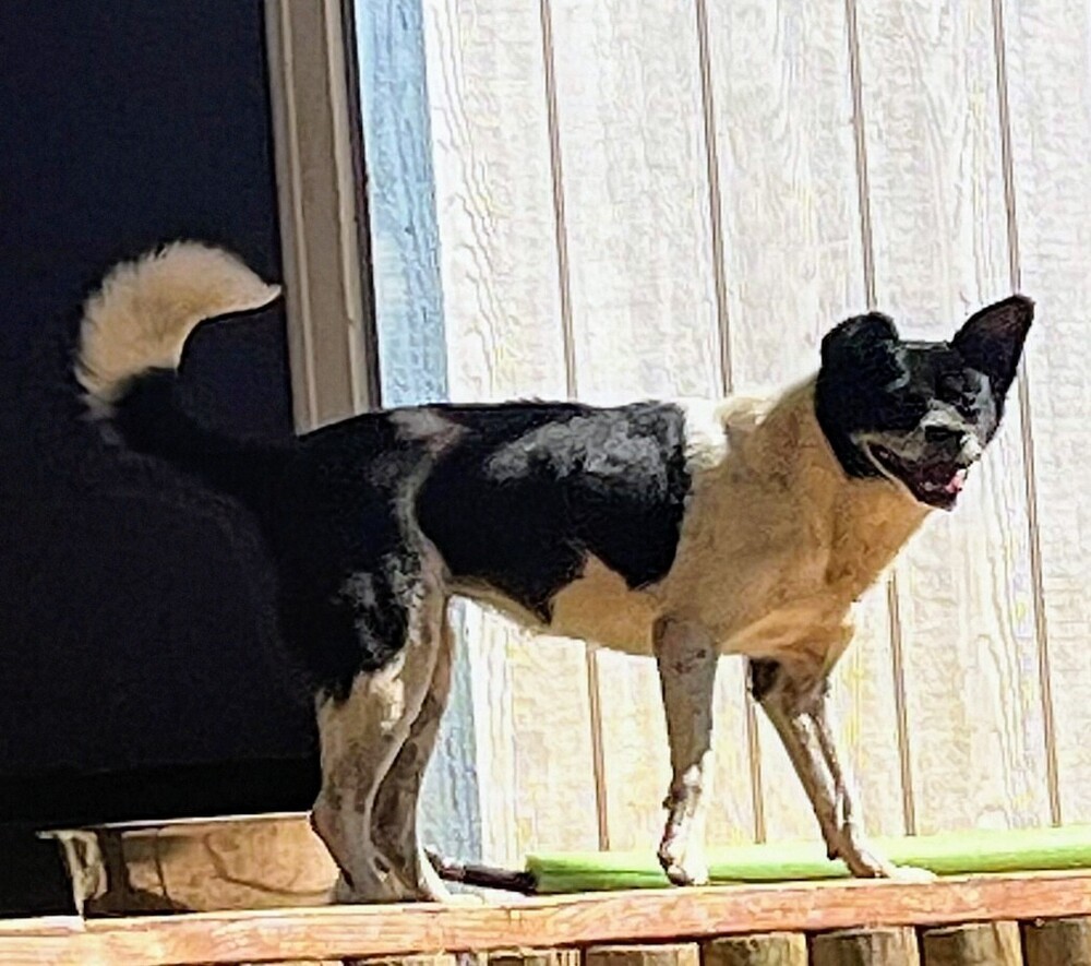 Joy, an adoptable Shiba Inu in Jamestown, CA, 95327 | Photo Image 5