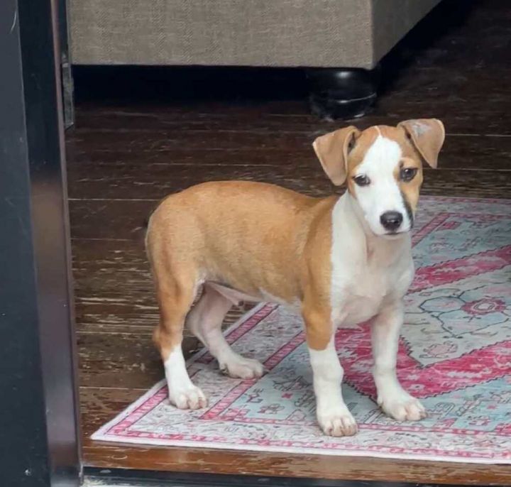 Dog for adoption Quill, a Mixed Breed in Amherst, NY Petfinder