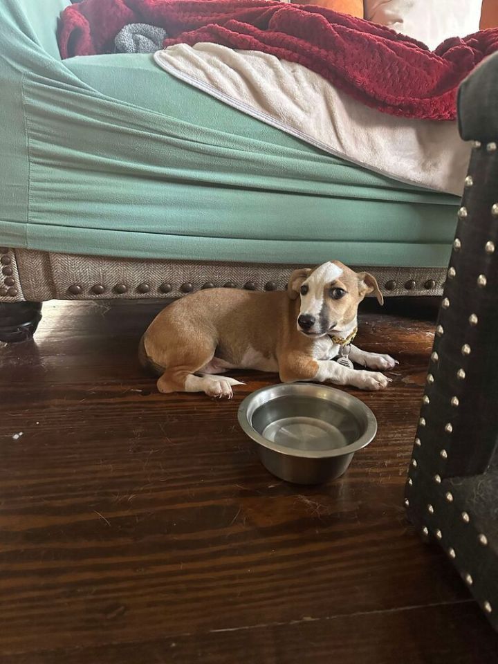 Dog for adoption Quill, a Mixed Breed in Amherst, NY Petfinder