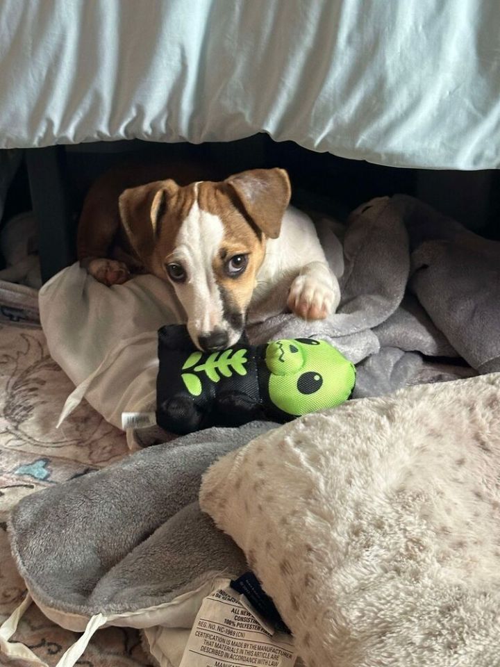 Dog for adoption Quill, a Mixed Breed in Amherst, NY Petfinder