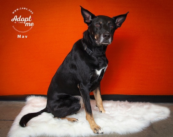 Mav, an adoptable German Shepherd Dog, Australian Shepherd in Salt Lake City, UT, 84117 | Photo Image 1