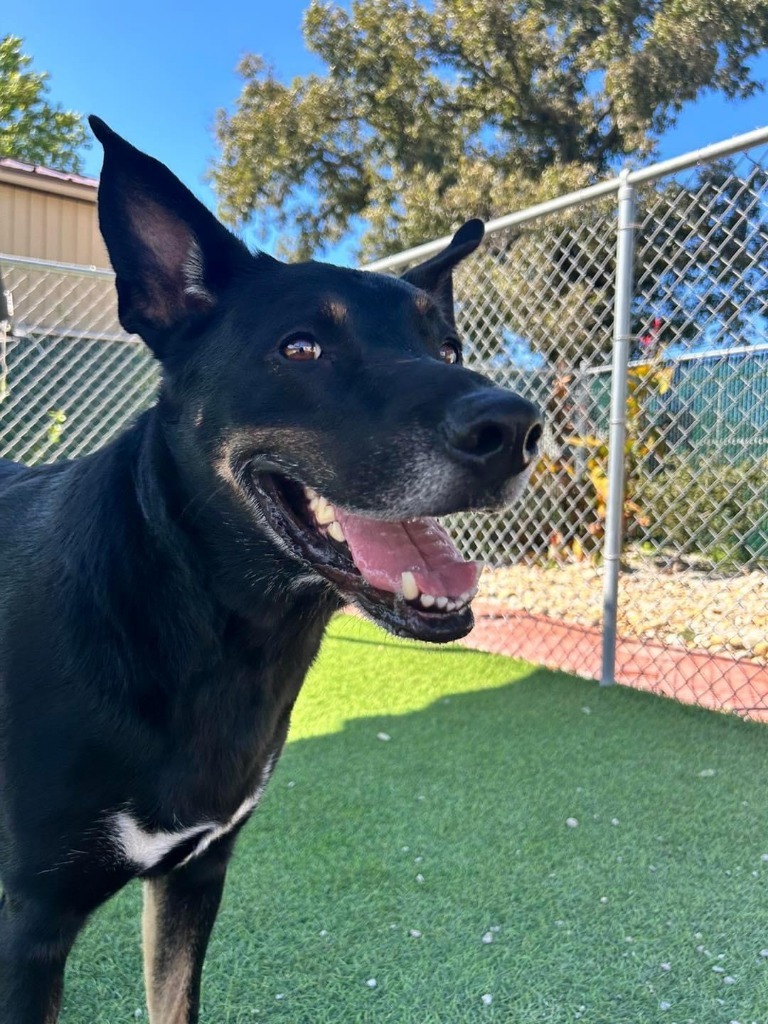 Mav, an adoptable German Shepherd Dog, Australian Shepherd in Salt Lake City, UT, 84117 | Photo Image 2